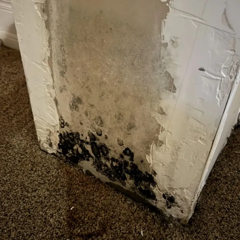 Professional Mold Removal in Ottawa, KS